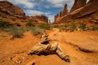 Utah juniper, Park Avenue, Arches National Park, Utah, USA. Art Print